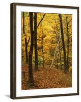 Sugar Maples, Ozark-St. Francis National Forest, Arkansas, USA-Charles Gurche-Framed Photographic Print