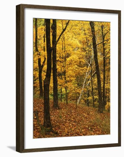 Sugar Maples, Ozark-St. Francis National Forest, Arkansas, USA-Charles Gurche-Framed Photographic Print