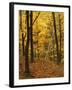 Sugar Maples, Ozark-St. Francis National Forest, Arkansas, USA-Charles Gurche-Framed Photographic Print