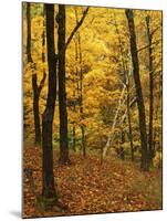 Sugar Maples, Ozark-St. Francis National Forest, Arkansas, USA-Charles Gurche-Mounted Photographic Print