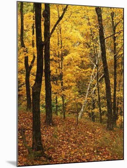 Sugar Maples, Ozark-St. Francis National Forest, Arkansas, USA-Charles Gurche-Mounted Photographic Print