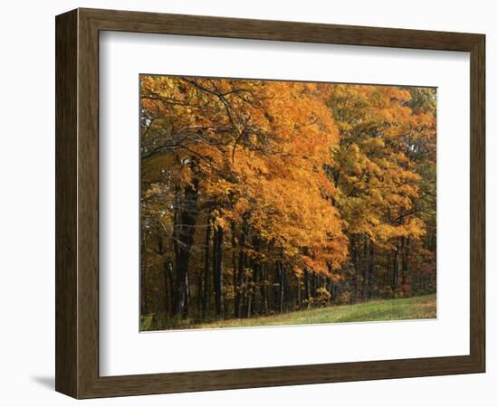 Sugar Maples, Ozark-St. Francis National Forest, Arkansas, USA-Charles Gurche-Framed Photographic Print