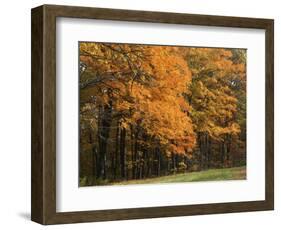 Sugar Maples, Ozark-St. Francis National Forest, Arkansas, USA-Charles Gurche-Framed Photographic Print