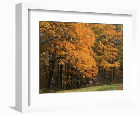 Sugar Maples, Ozark-St. Francis National Forest, Arkansas, USA-Charles Gurche-Framed Photographic Print