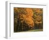 Sugar Maples, Ozark-St. Francis National Forest, Arkansas, USA-Charles Gurche-Framed Photographic Print