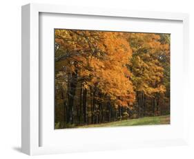 Sugar Maples, Ozark-St. Francis National Forest, Arkansas, USA-Charles Gurche-Framed Photographic Print