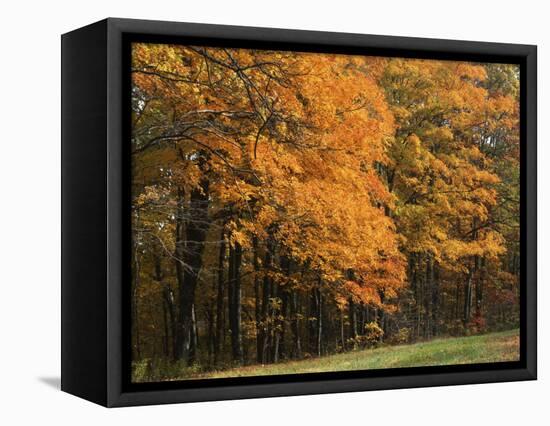 Sugar Maples, Ozark-St. Francis National Forest, Arkansas, USA-Charles Gurche-Framed Stretched Canvas