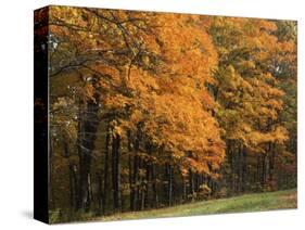 Sugar Maples, Ozark-St. Francis National Forest, Arkansas, USA-Charles Gurche-Stretched Canvas