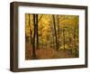 Sugar Maples, Ozark-St. Francis National Forest, Arkansas, USA-Charles Gurche-Framed Photographic Print