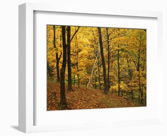 Sugar Maples, Ozark-St. Francis National Forest, Arkansas, USA-Charles Gurche-Framed Photographic Print