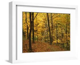 Sugar Maples, Ozark-St. Francis National Forest, Arkansas, USA-Charles Gurche-Framed Photographic Print