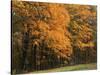 Sugar Maples, Ozark-St. Francis National Forest, Arkansas, USA-Charles Gurche-Stretched Canvas