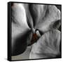 Sugar Orchid-Heidi Bannon-Framed Stretched Canvas