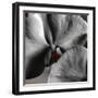 Sugar Orchid-Heidi Bannon-Framed Photo