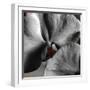 Sugar Orchid-Heidi Bannon-Framed Photo