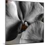 Sugar Orchid-Heidi Bannon-Mounted Photo