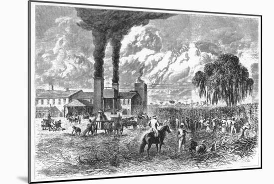 Sugar Plantation, New Orleans, 1870-AR Ward-Mounted Giclee Print