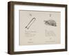 Sugar-tongues and Tortoise From Nonsense Alphabets Drawn and Written by Edward Lear.-Edward Lear-Framed Premium Giclee Print