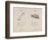 Sugar-tongues and Tortoise From Nonsense Alphabets Drawn and Written by Edward Lear.-Edward Lear-Framed Giclee Print