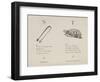 Sugar-tongues and Tortoise From Nonsense Alphabets Drawn and Written by Edward Lear.-Edward Lear-Framed Giclee Print