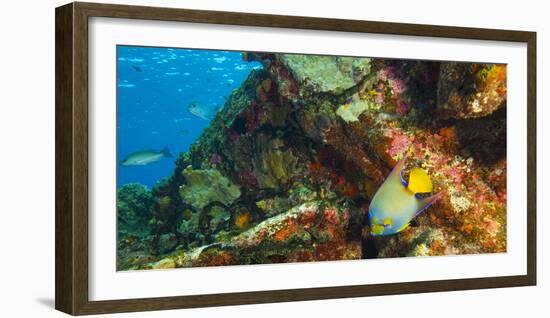 Sugar Wreck, Northern Bahamas, Caribbean. Queen angelfish-Stuart Westmorland-Framed Photographic Print