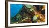 Sugar Wreck, Northern Bahamas, Caribbean. Queen angelfish-Stuart Westmorland-Framed Photographic Print