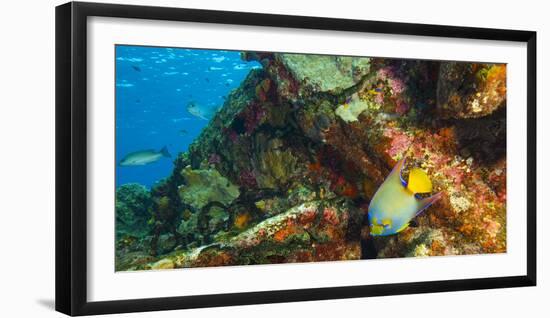 Sugar Wreck, Northern Bahamas, Caribbean. Queen angelfish-Stuart Westmorland-Framed Photographic Print