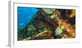 Sugar Wreck, Northern Bahamas, Caribbean. Queen angelfish-Stuart Westmorland-Framed Photographic Print