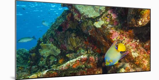 Sugar Wreck, Northern Bahamas, Caribbean. Queen angelfish-Stuart Westmorland-Mounted Photographic Print