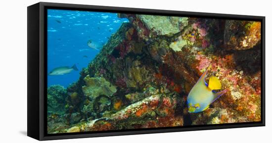 Sugar Wreck, Northern Bahamas, Caribbean. Queen angelfish-Stuart Westmorland-Framed Stretched Canvas