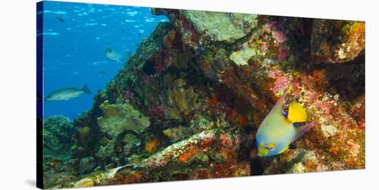 Sugar Wreck, Northern Bahamas, Caribbean. Queen angelfish-Stuart Westmorland-Stretched Canvas