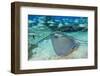 Sugar Wreck, Northern Bahamas, Caribbean-Stuart Westmorland-Framed Photographic Print