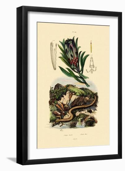 Sugarbush, 1833-39-null-Framed Giclee Print