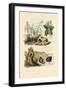 Sugarcane, 1833-39-null-Framed Giclee Print