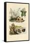 Sugarcane, 1833-39-null-Framed Stretched Canvas