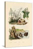 Sugarcane, 1833-39-null-Stretched Canvas
