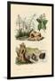 Sugarcane, 1833-39-null-Framed Giclee Print