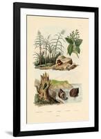 Sugarcane, 1833-39-null-Framed Giclee Print