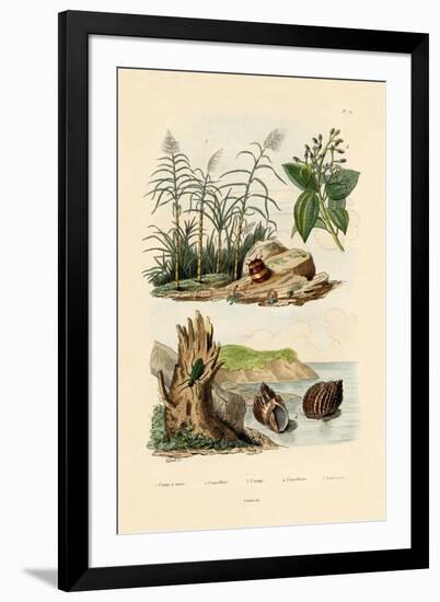 Sugarcane, 1833-39-null-Framed Giclee Print