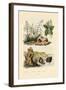 Sugarcane, 1833-39-null-Framed Giclee Print