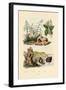 Sugarcane, 1833-39-null-Framed Giclee Print