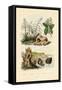 Sugarcane, 1833-39-null-Framed Stretched Canvas