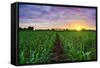 Sugarcane Field at Sunset.-amornchaijj-Framed Stretched Canvas