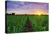 Sugarcane Field at Sunset.-amornchaijj-Stretched Canvas