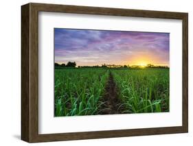 Sugarcane Field at Sunset.-amornchaijj-Framed Photographic Print