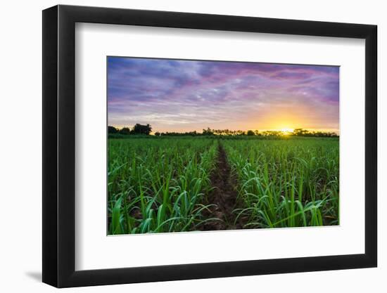 Sugarcane Field at Sunset.-amornchaijj-Framed Photographic Print