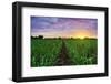 Sugarcane Field at Sunset.-amornchaijj-Framed Photographic Print