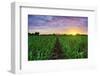 Sugarcane Field at Sunset.-amornchaijj-Framed Photographic Print