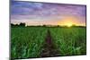 Sugarcane Field at Sunset.-amornchaijj-Mounted Photographic Print