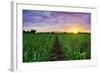 Sugarcane Field at Sunset.-amornchaijj-Framed Photographic Print